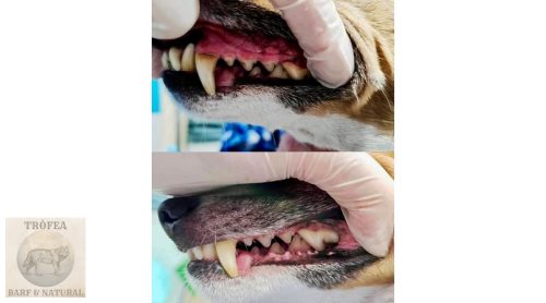 Kutya prebiotikus szájspray fogkő és szájszag ellen, We Love Bark - Happy Smile