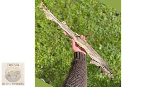 Egész cápa fogtisztító rágóka kutyáknak - BARF LOVE