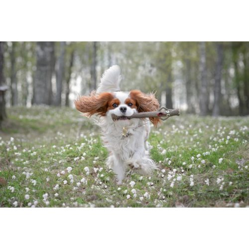 Doog Stick Family Toys - Willow 28x3cm