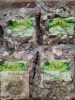 SDF - Báránypacal darabolva 1kg