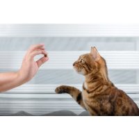 Macska Jutalomfalatok