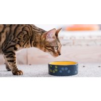 Száraz macskatáp, Nedves macskaeledel