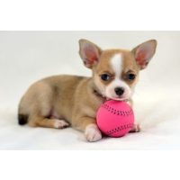 Játékok, Rágókák