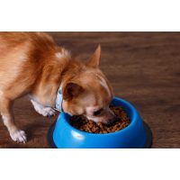 Száraz kutyatáp, Nedves kutyaeledel