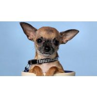 Nyakörv, Póráz, Szájkosár